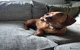Miniature Dachshund dogs for sale: Urgent rehome needed - Image 2