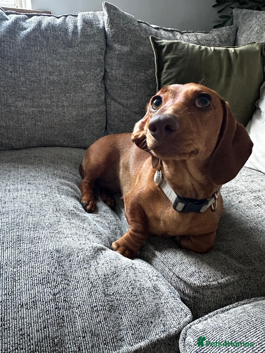Miniature Dachshund dogs for sale: Urgent rehome needed - Image 2