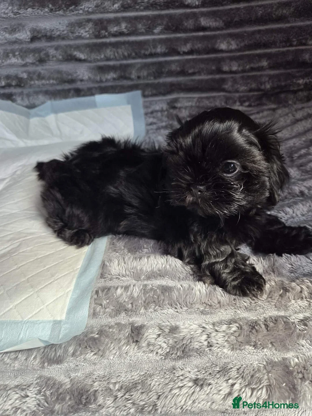Shih Tzu dogs for sale: Beautiful shih tzu in Barnsley - Advert 9