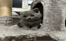 British Shorthair cats for sale: British Shorthair/Scottish Fold Kittens for sale - Image 20