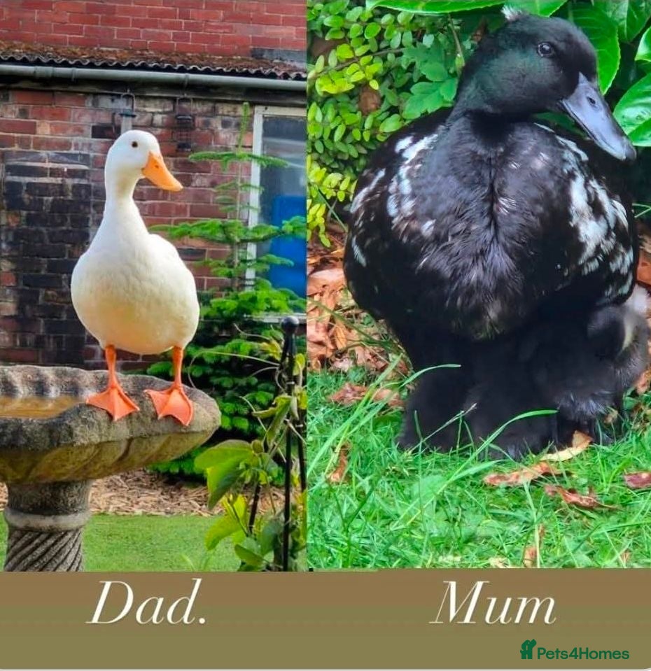 Mixed Breed poultry Duckling f4 sale - Advert 7