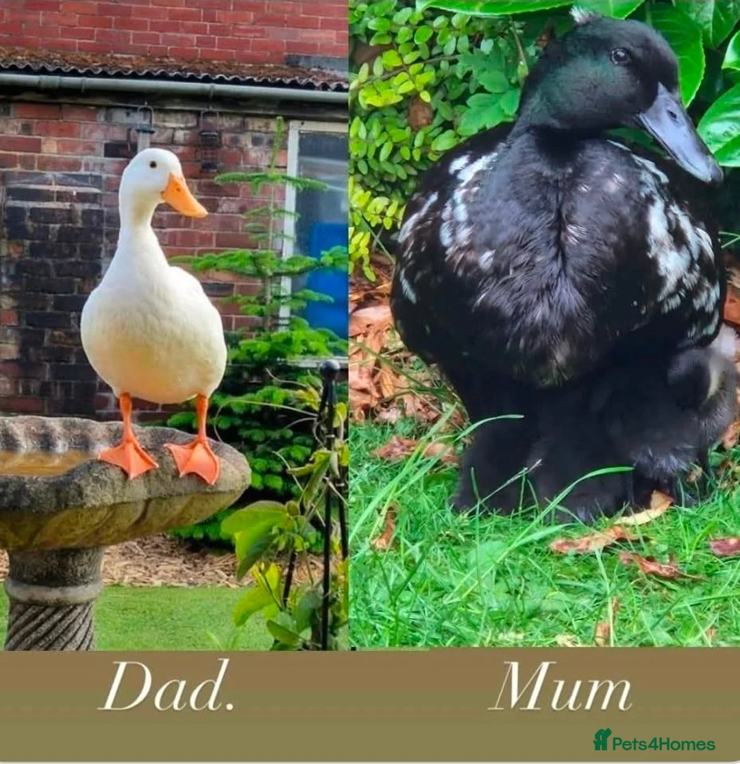 Mixed Breed poultry for sale: Duckling f4 sale in Wigan - Advert 1