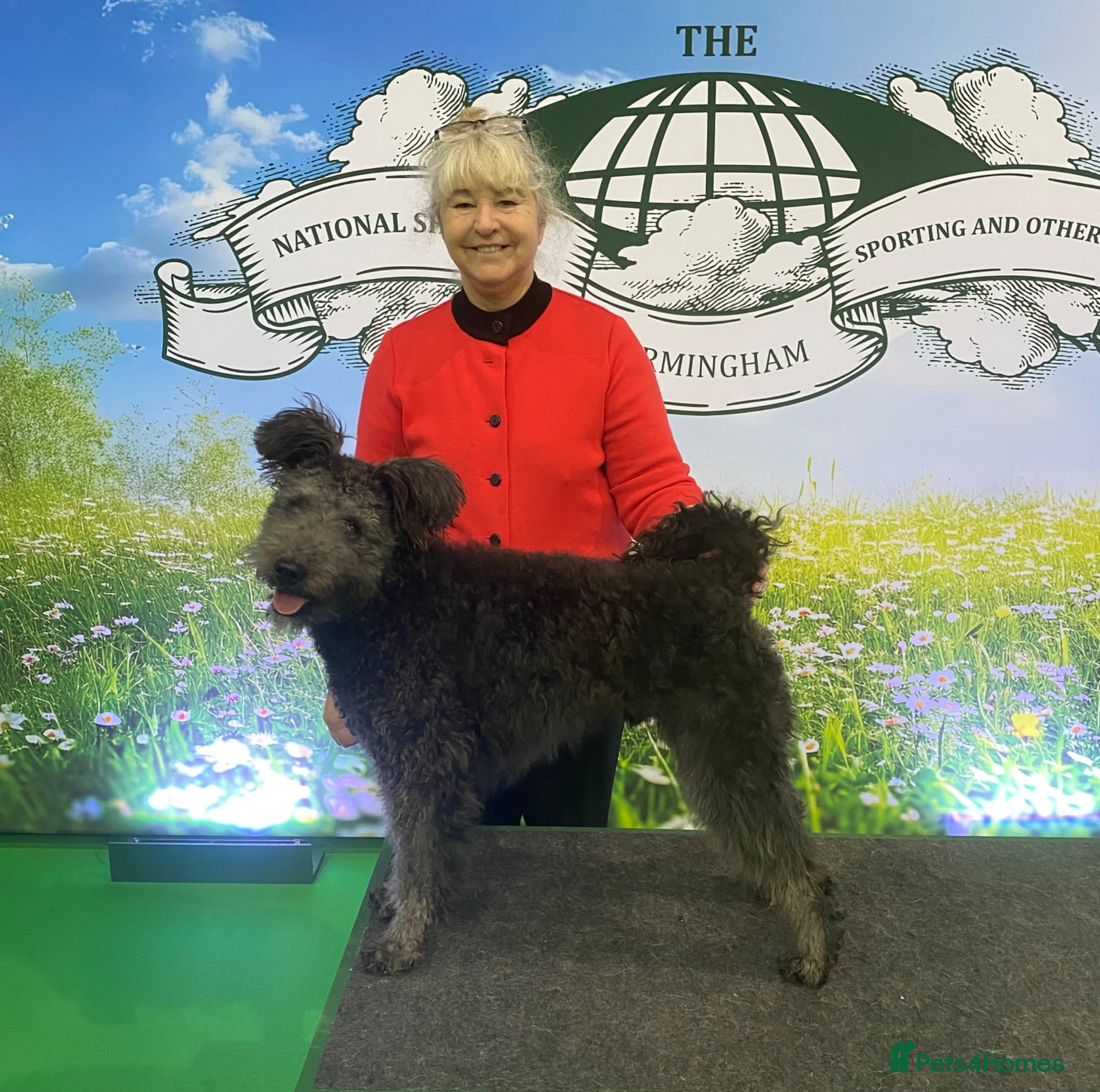 Hungarian Pumi dogs Gary The Pumi - Advert 4