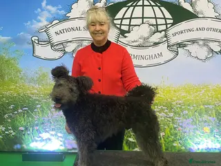 Hungarian Pumi dogs Gary The Pumi - Advert 4