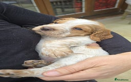 Cocker Spaniel dogs for sale: UNIQUE OPPORTUNITY TO OWN A 4 MONTH TRAINED PUPPY! in Ottery Saint Mary - Image 16