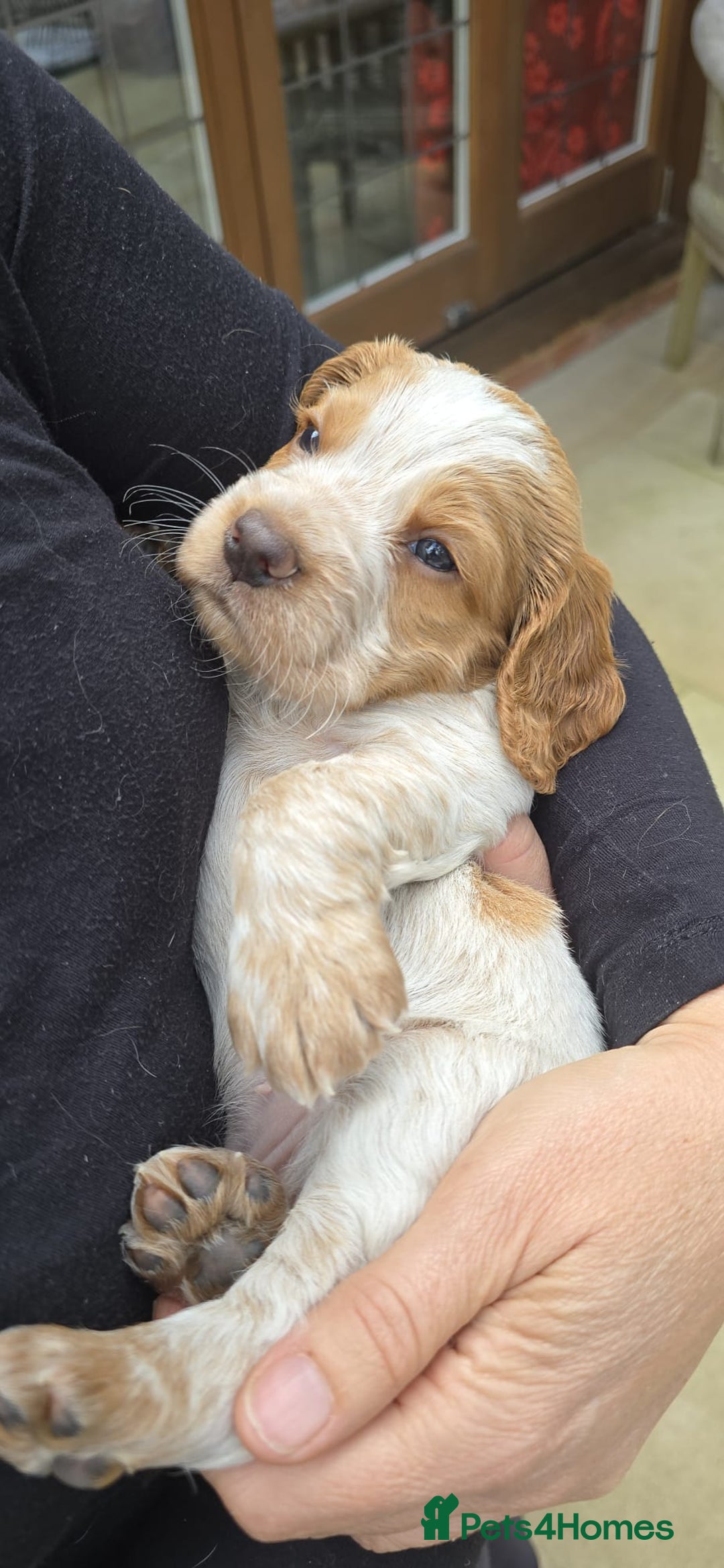 Cocker Spaniel dogs for sale: UNIQUE OPPORTUNITY TO OWN A 4 MONTH TRAINED PUPPY! in Ottery Saint Mary - Image 16