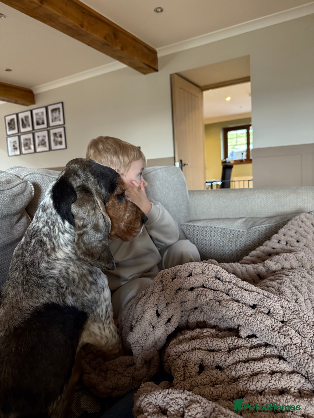 Cocker Spaniel dogs for sale: Quality Health Tested KC Reg Show cocker spaniels  - Advert 12