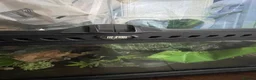 Frog reptiles for sale: 3 White’s Tree Frogs, 2 Vivs, Loads of Equipment🐸 - Advert 9
