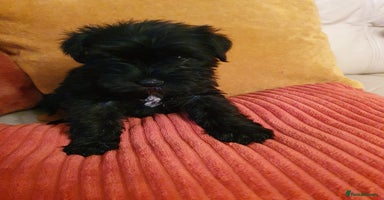 Miniature Schnauzer dogs - Advert 14