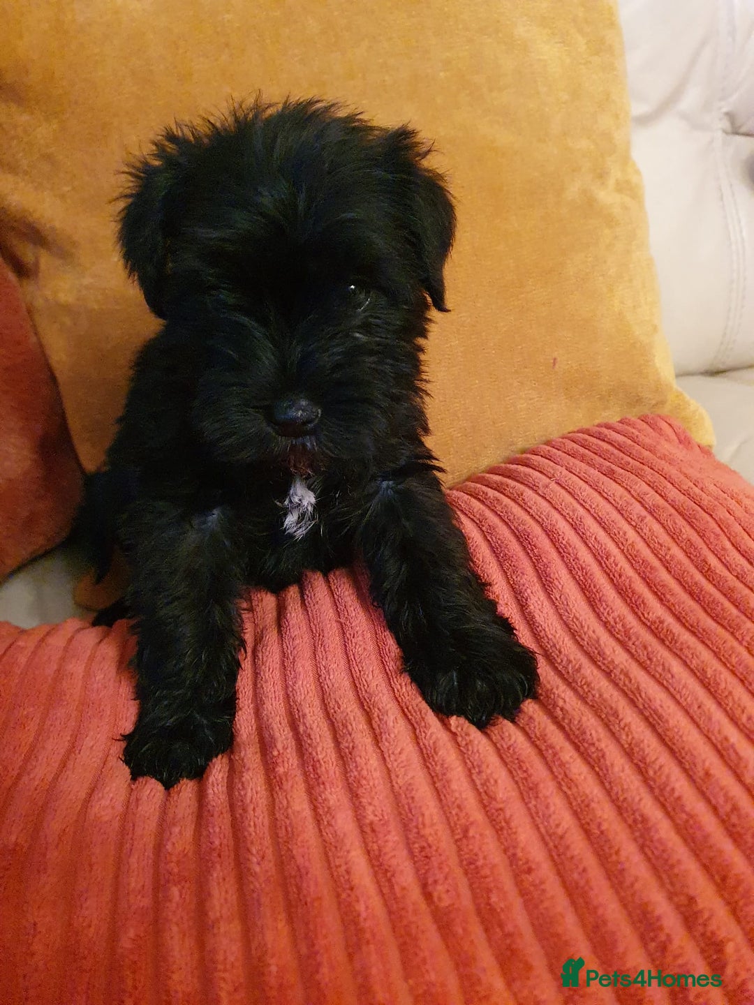 Miniature Schnauzer dogs for sale: Stunning kc registered miniature schnauzer pups. - Image 3