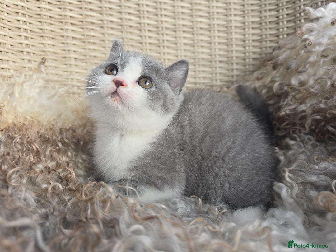 British Shorthair cats for sale: Stunning British Shorthair Kittens  - Image 7
