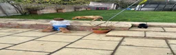 Cockerdor dogs for sale: Gorgeous cockerdor puppies  in Bridlington - Advert 13