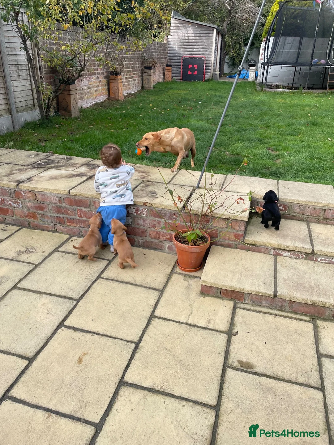 Cockerdor dogs for sale: Gorgeous cockerdor puppies  in Bridlington - Advert 13