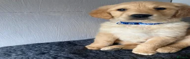 Golden Retriever Puppy 1