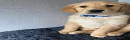 Golden Retriever dogs for sale: Golden retriever  in Romford - Advert 14