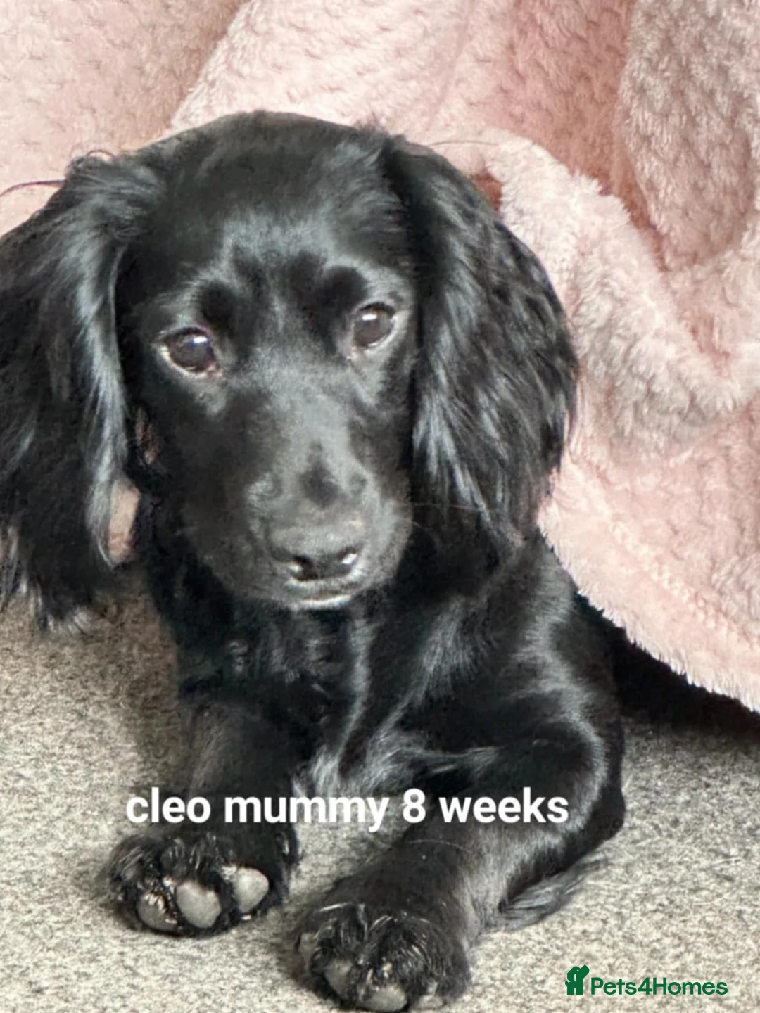 Cockapoo dogs for sale: The Magnificent fully-vaccinated Seven  in Romford - Advert 25