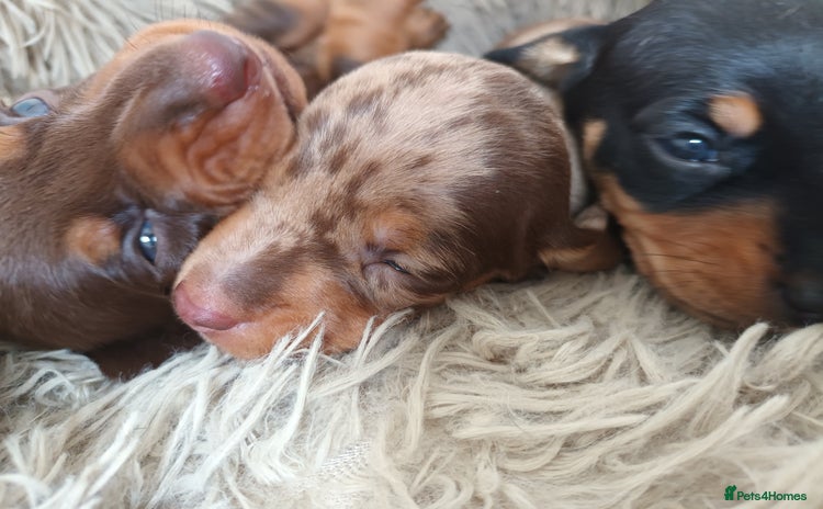 Dachshund dogs - Advert 1