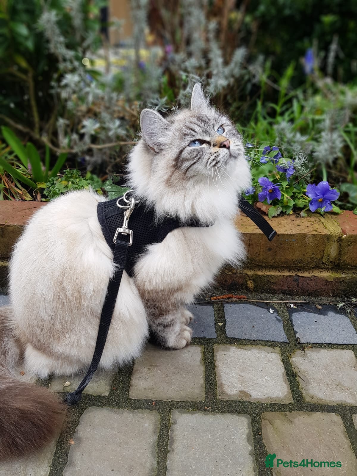 Siberian cats Beautiful Blue-Eyed Siberian Kittens – Boy & Girl - Advert 1