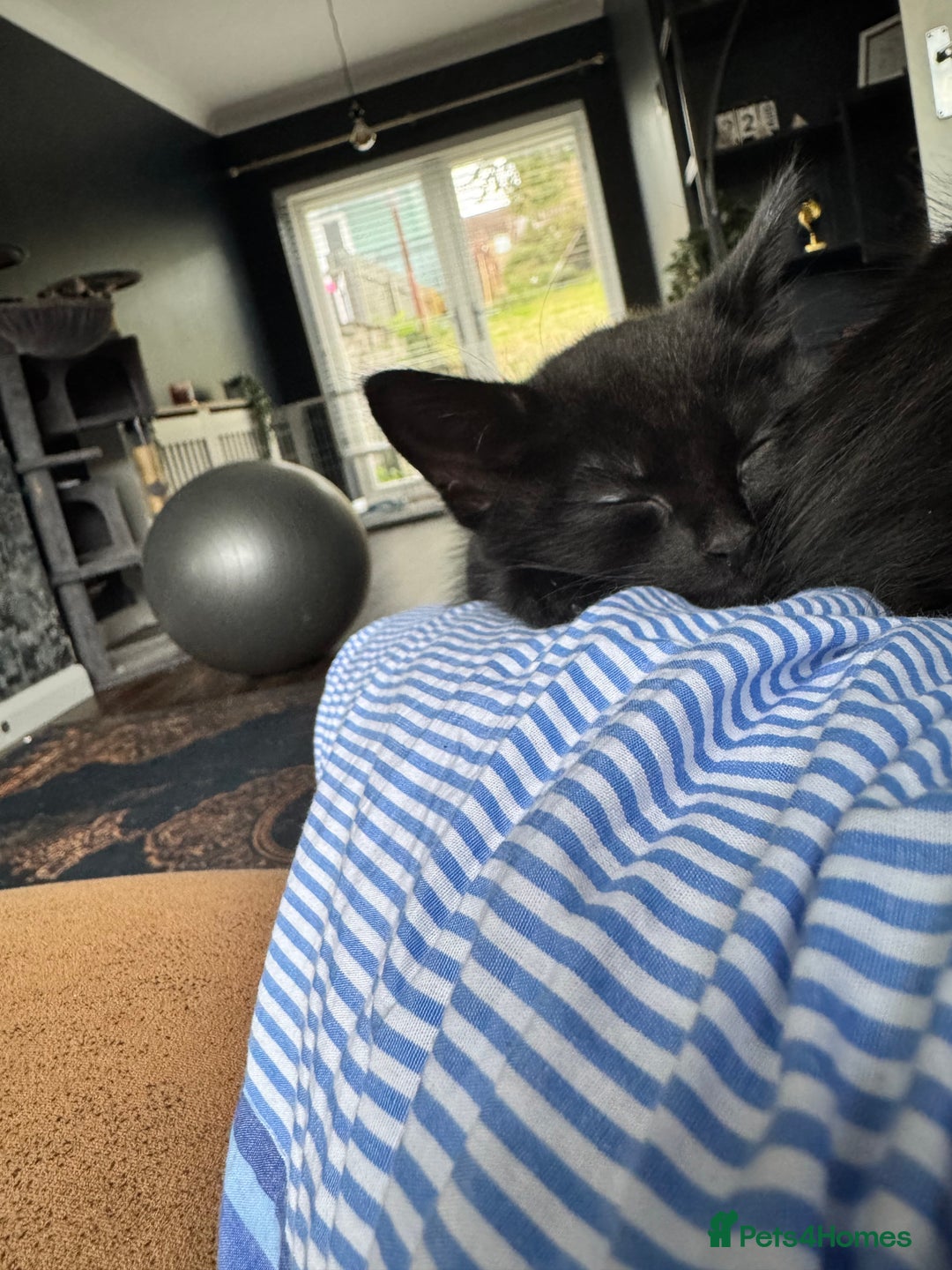 British Shorthair cats for sale: 2 beautiful kittens looking for a forever home.  - Image 6