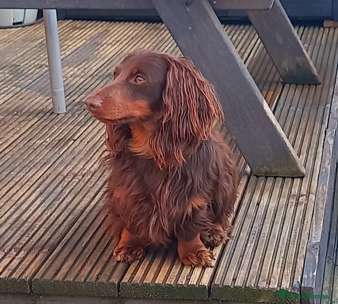 Dachshund dogs for stud: Dash  - Advert 2