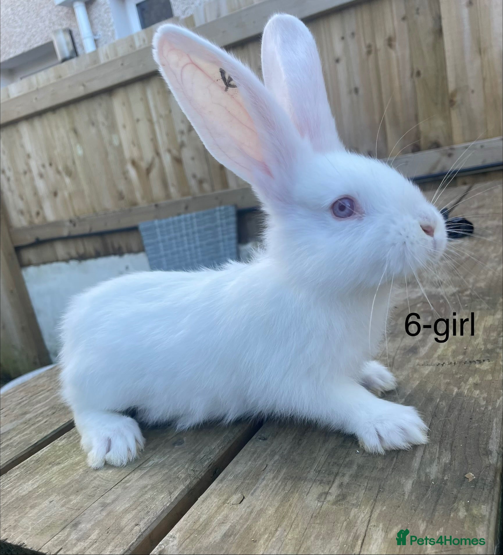 Continental Giant rabbits 💖  7 week old continental giants 💖 - Advert 23