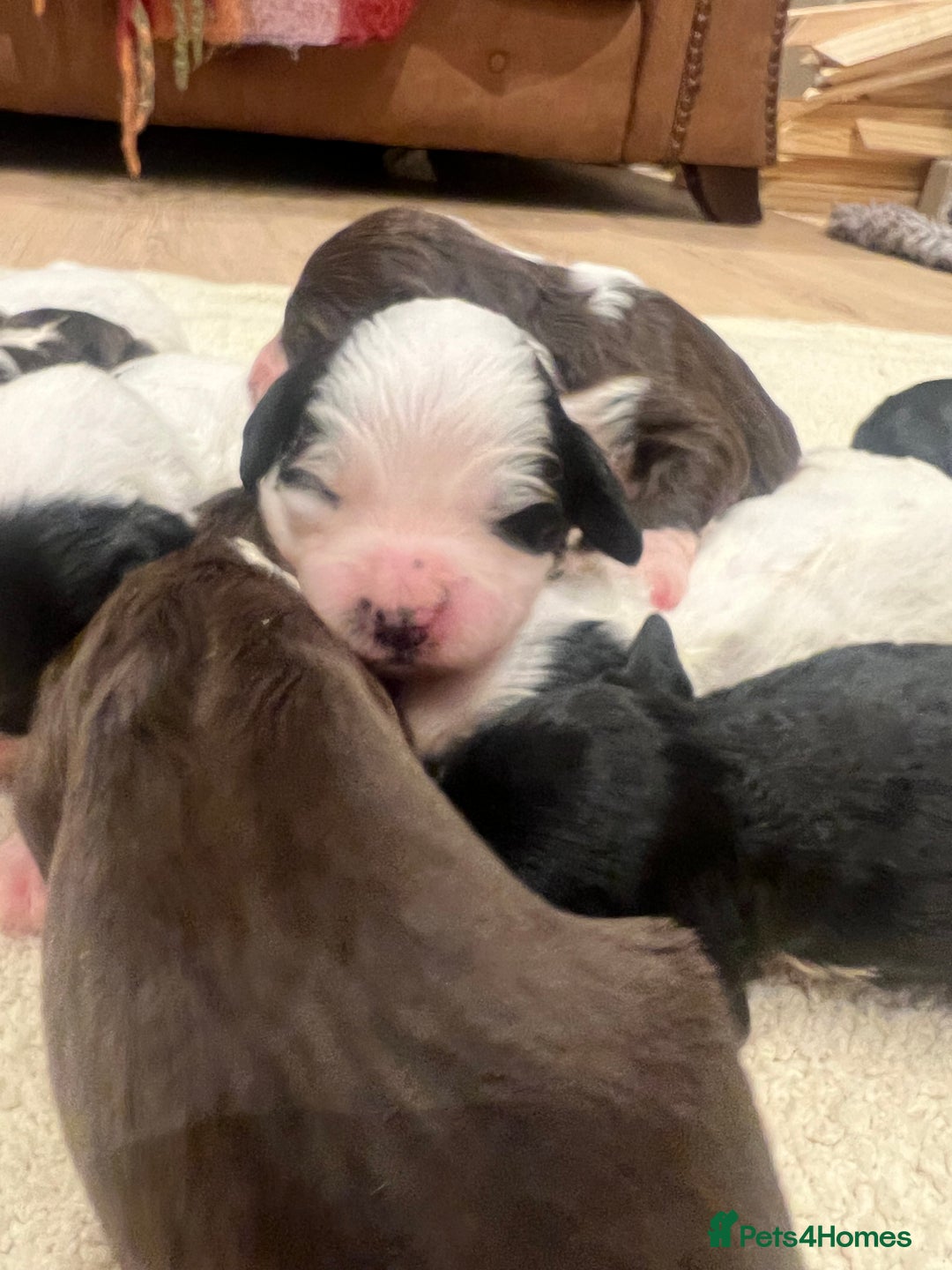 Cockapoo dogs for sale: Cockapoo puppies  - Advert 6