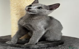 Russian Blue cats for sale: 🩵GCCF Registered Russian Blue kittens 🩵 - Image 1