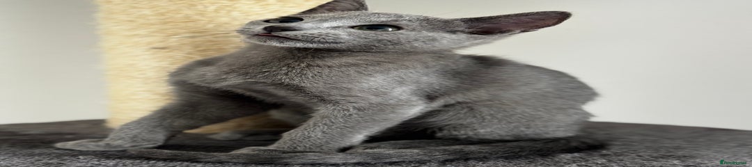 Russian Blue Kitten Pink Collar 
