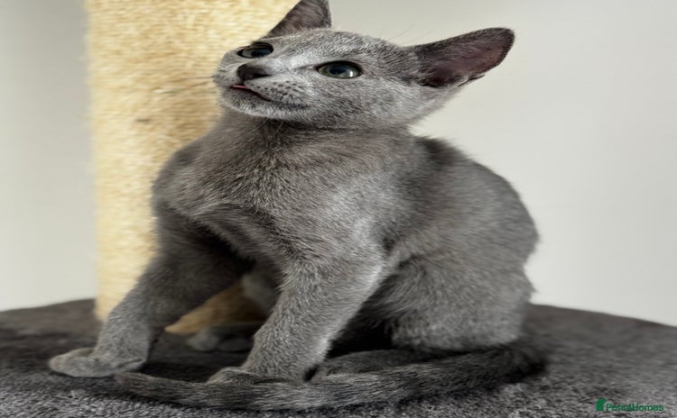 Russian Blue cats - Advert 1