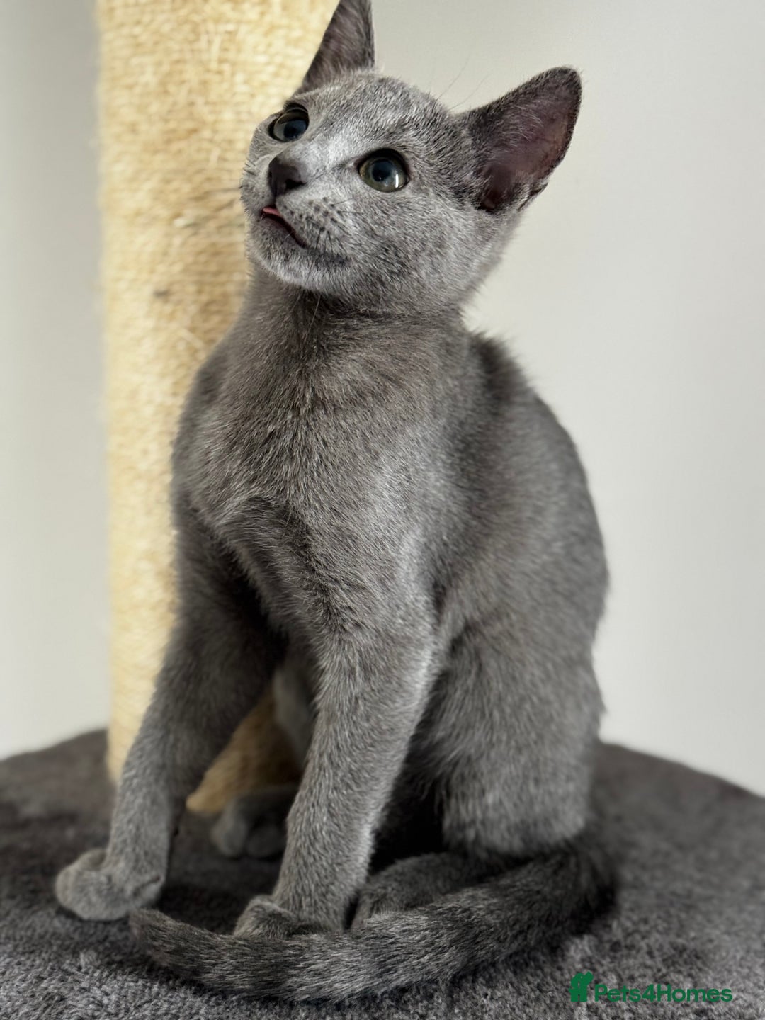 Russian Blue cats for sale: 🩵GCCF Registered Russian Blue kittens 🩵 - Image 1