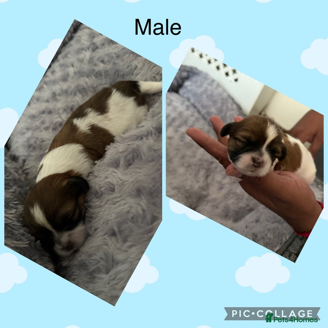 Shih Tzu dogs for sale: 3 males and 1 shiz tzu puppies for sale  - Image 6