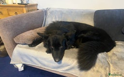 Mixed Breed dogs for sale: Stunning Black German Shepherd X litter Due 10/25 - Image 4