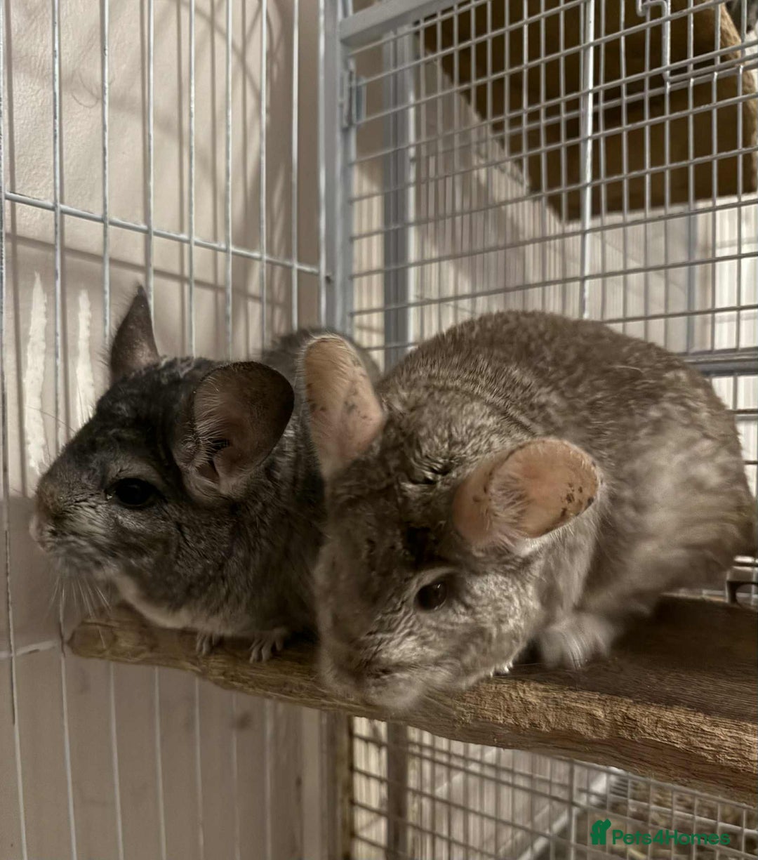 Chinchilla rodents for sale: Bonded mother and daughter chinchillas  - Image 1