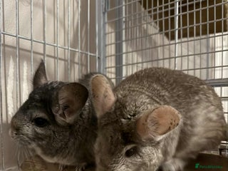 Chinchilla rodents for sale - Advert 2