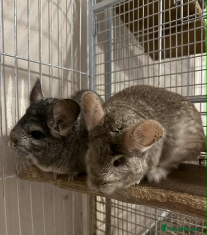 Chinchilla rodents - Advert 3