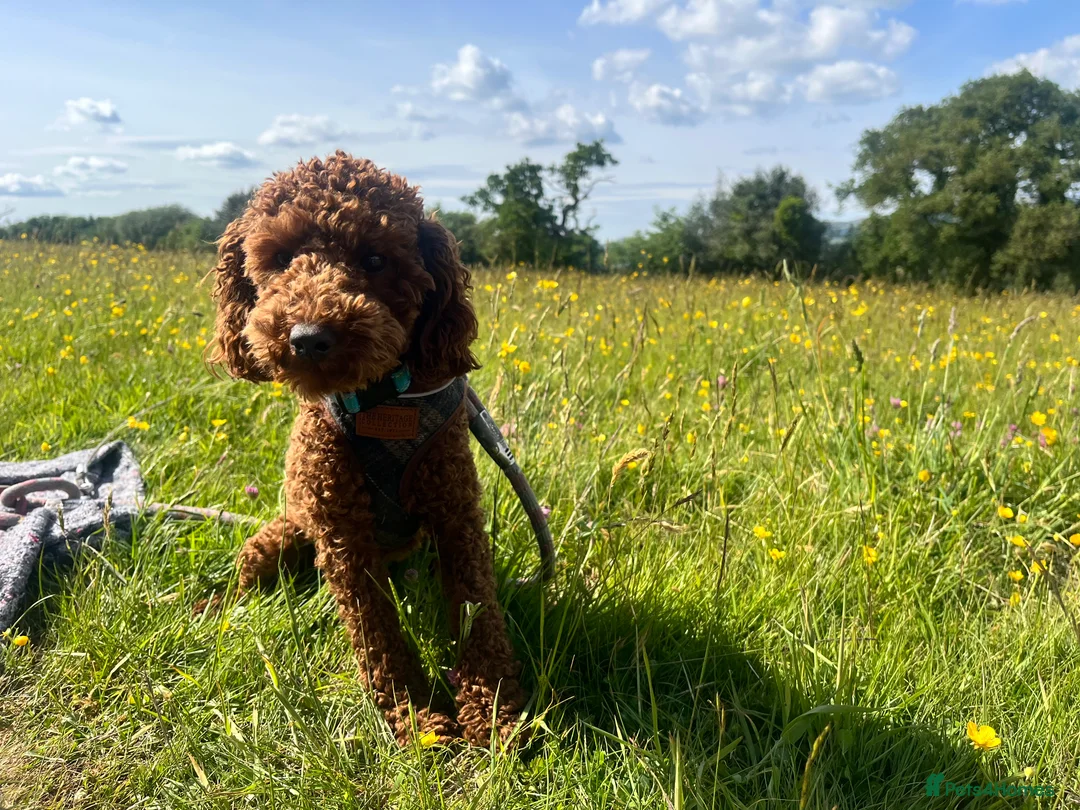 Toy Poodle dogs for stud: William of Worcestershire Small miniature Poodle in Evesham - Advert 2