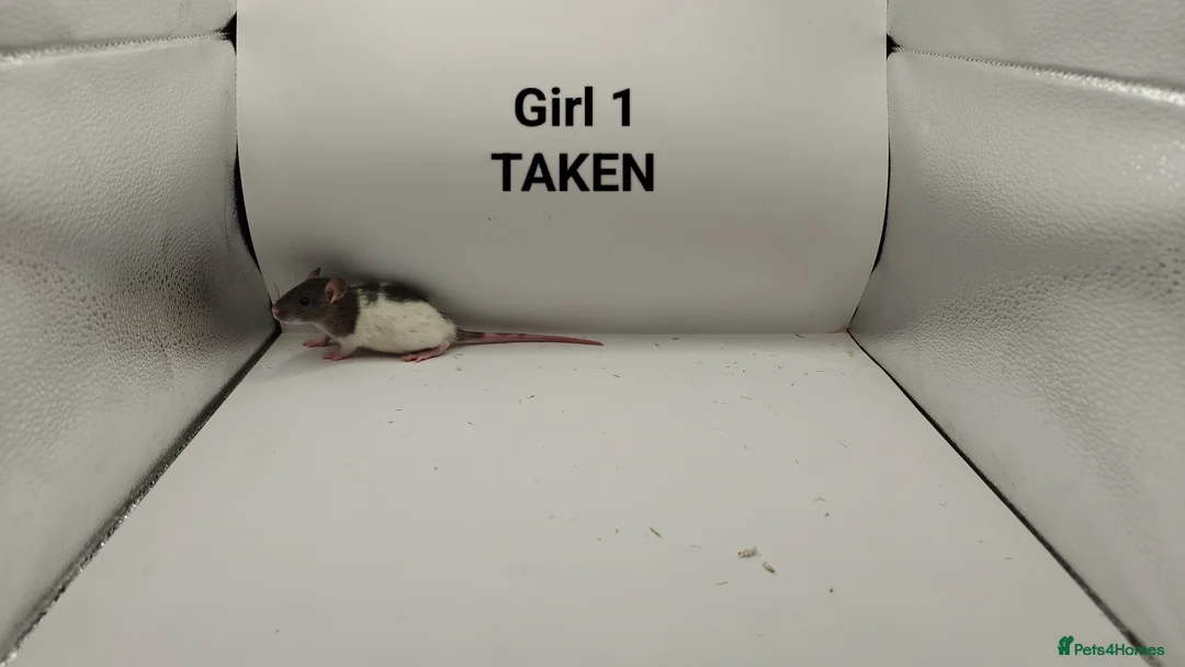 Rat rodents for sale: FEB: 20 Rats (13 Rats: 7 Boys & 6 Girls Left) - Advert 13