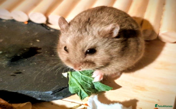 Hamster rodents - Advert 1