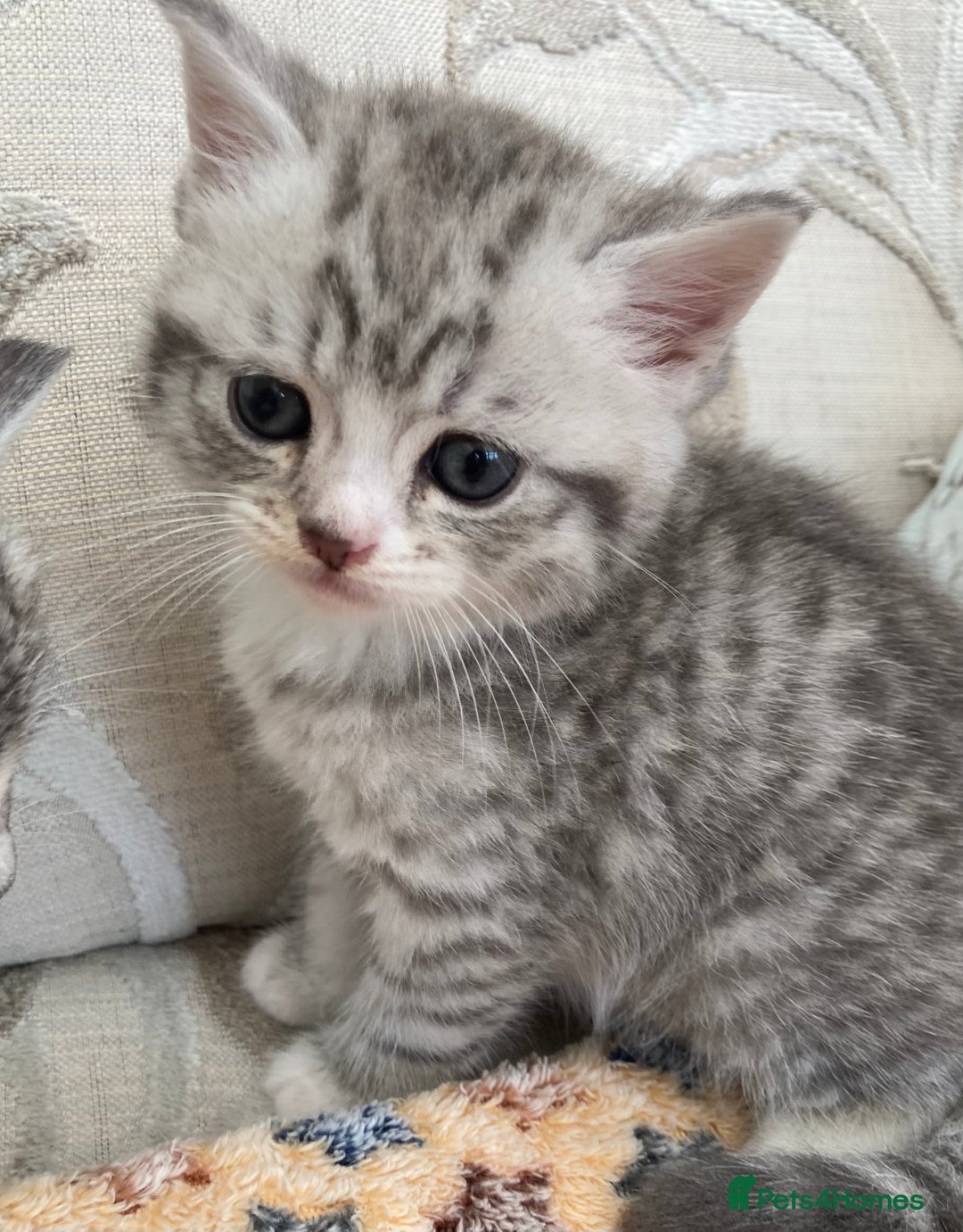 Exotic cats for sale: Exotic x kittens - Image 1