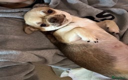 Chihuahua dogs for sale: Health tested & KC Reg Chocolate sable boy left! - Advert 12