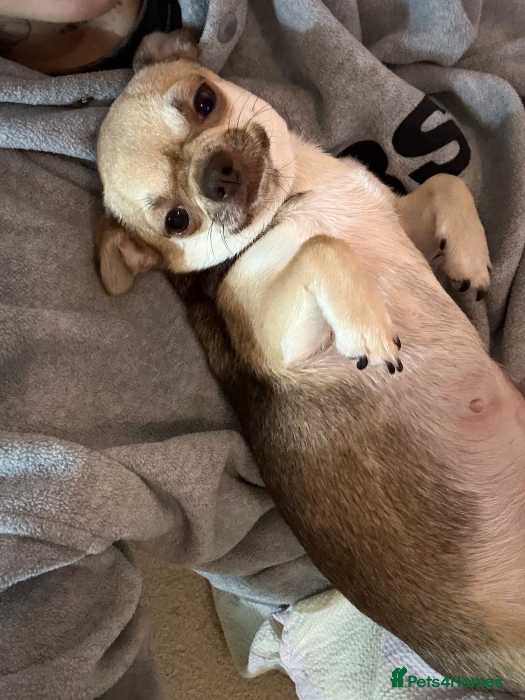 Chihuahua dogs for sale: Health tested & KC Reg Chocolate sable boy left! - Advert 12