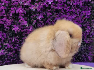 Mini Lop rabbits Beautiful Purebred Mini Lop Bunnies - Advert 3