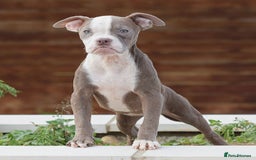 Olde English Bulldogge dogs for sale: 🛑23 YEARS🛑5⭐️APPROVED⭐️LICENSED  - Image 9
