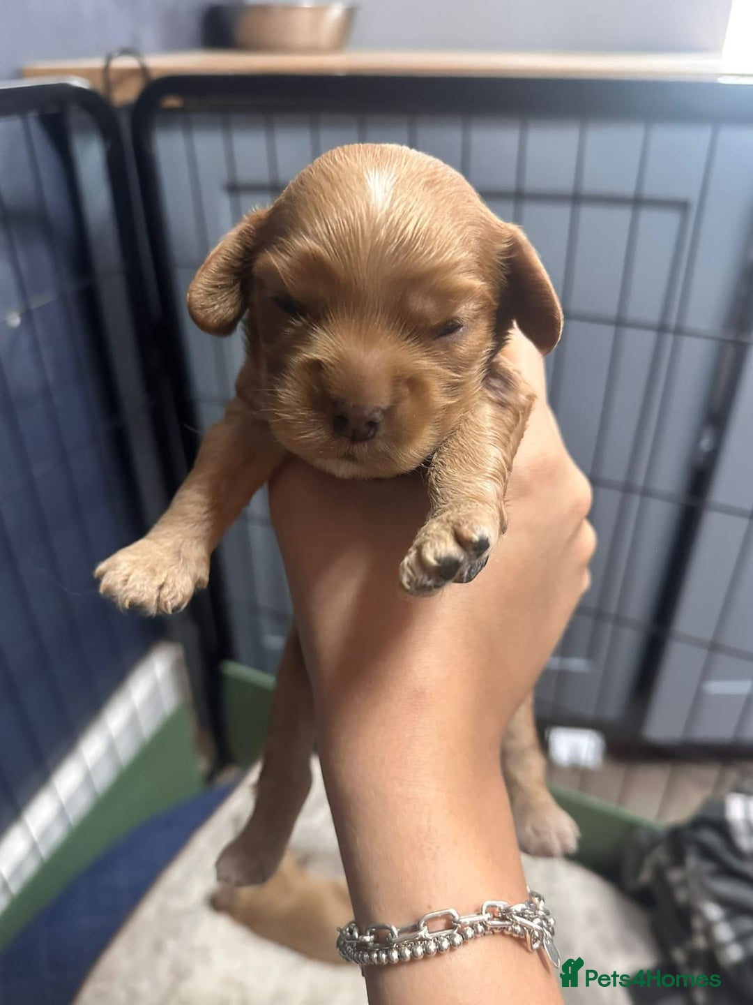 Cocker Spaniel dogs for sale: Beautiful cocker spaniel puppies - Image 5