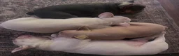 French Bulldog dogs for sale: Awesome Family-raised French bulldog puppies - Advert 2