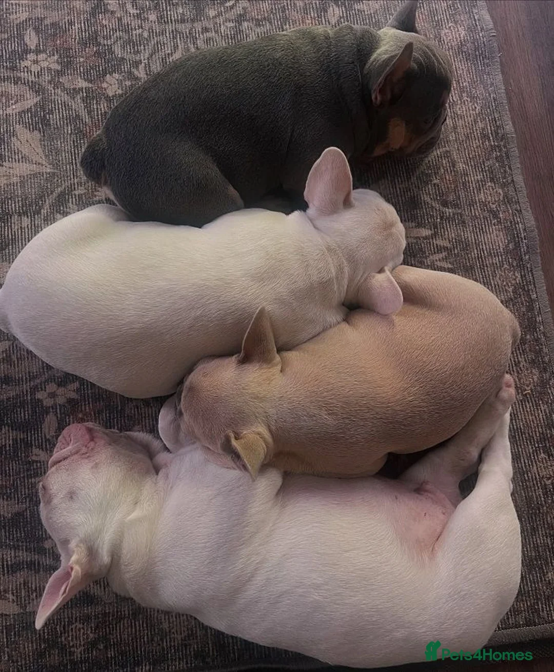French Bulldog dogs for sale: Awesome Family-raised French bulldog puppies - Advert 2