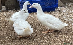 Ducks poultry for sale: Free range ducks for sale  - Image 1