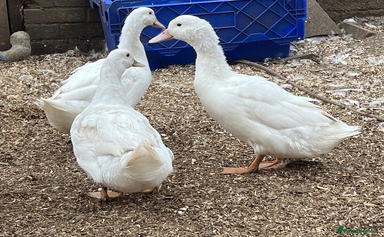 Ducks poultry - Advert 15