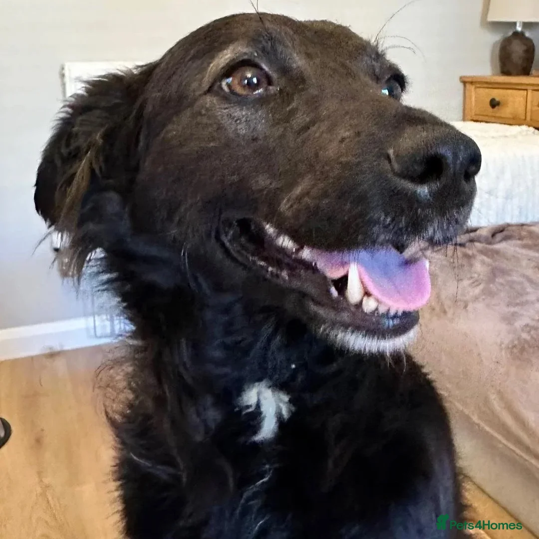 Mixed Breed dogs for adoption: Mila (Bosnian rescue) - Advert 2