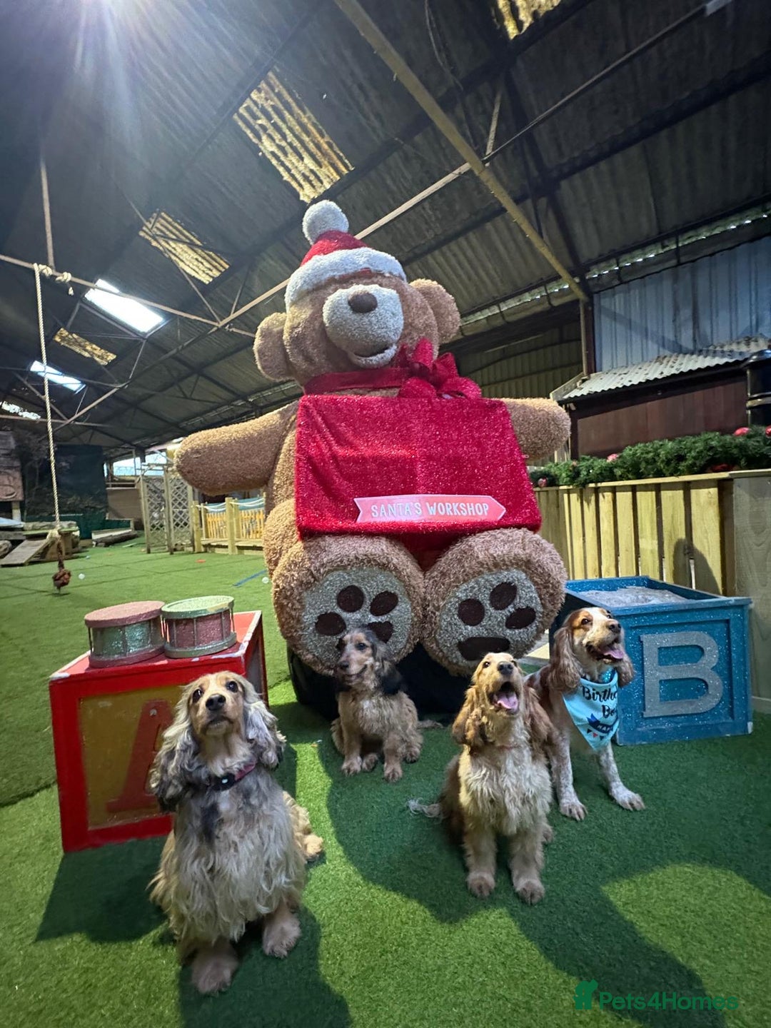 Cocker Spaniel dogs for sale: Showtype Cocker spaniel pups KC registered  - Advert 25